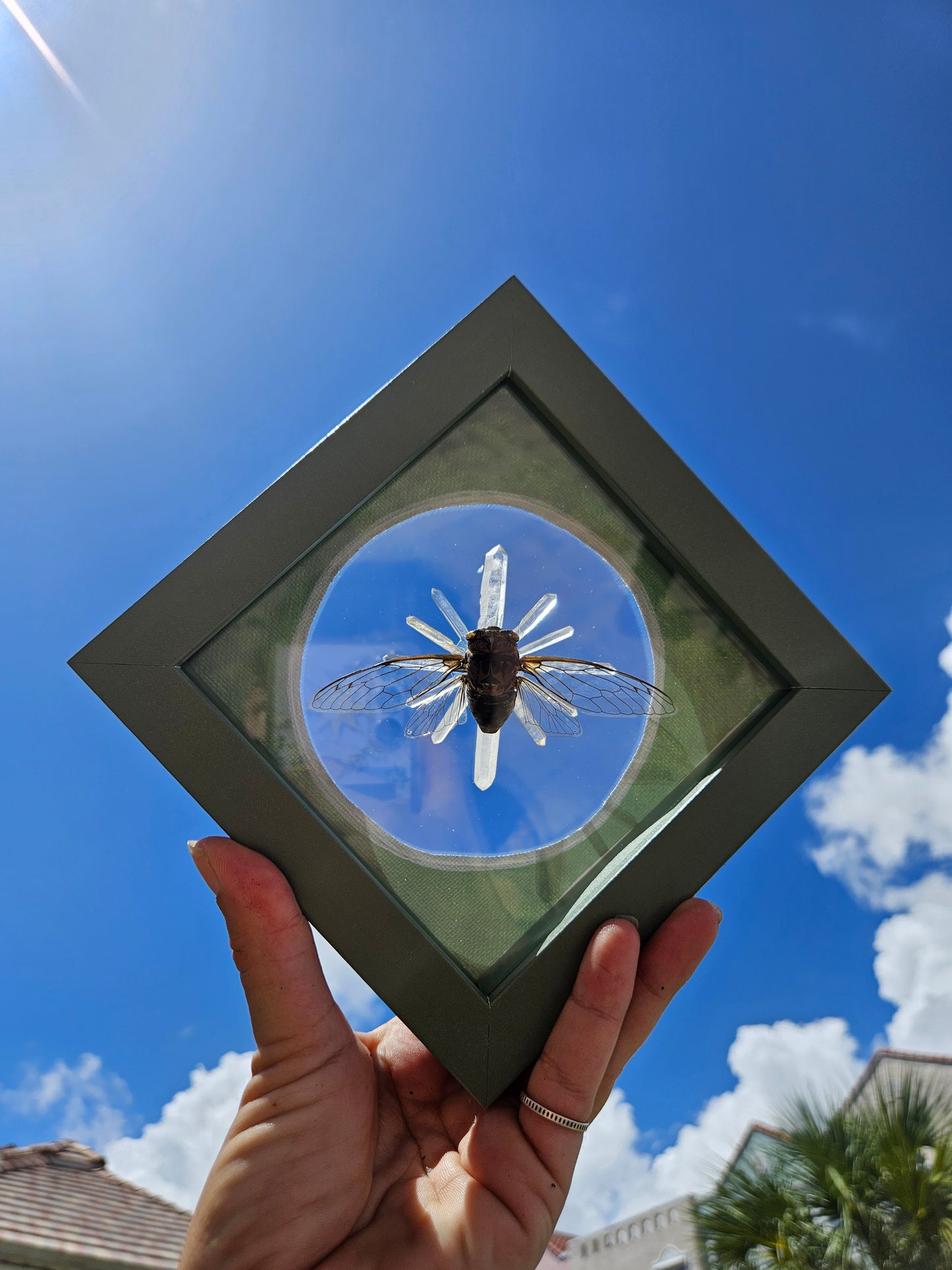 Sage Cicaida Framed Entomology
