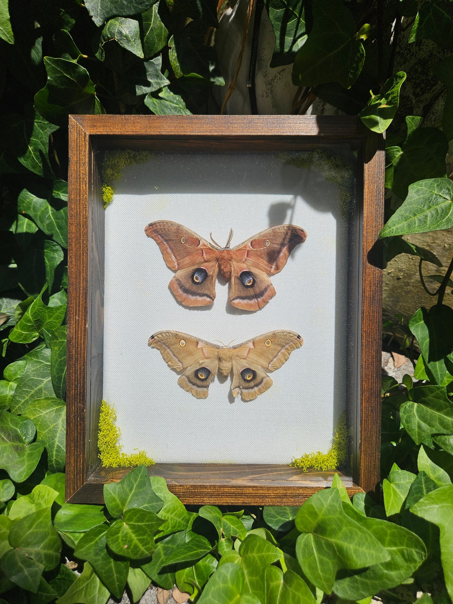 Custom Framed Polyphemus Moth Pair