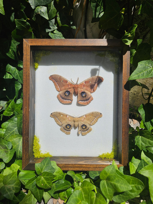 Custom Framed Polyphemus Moth Pair