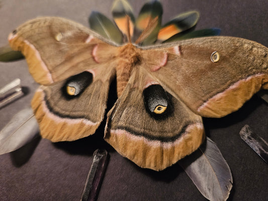 Comet feather Healing Polyphemus Moth Frame