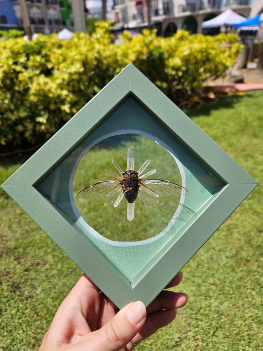 Sage Cicaida Framed Entomology