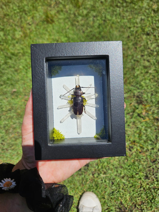 Mallodon dasystomus Framed Entomology