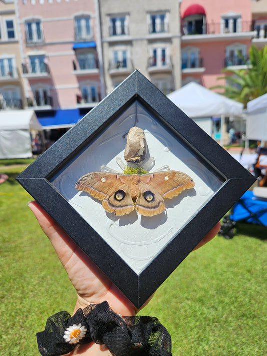 Polyphemus Moth with Cocoon- Framed Entomology