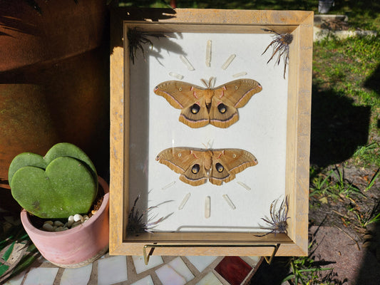 Sunburst Polyphemus Moth Pair