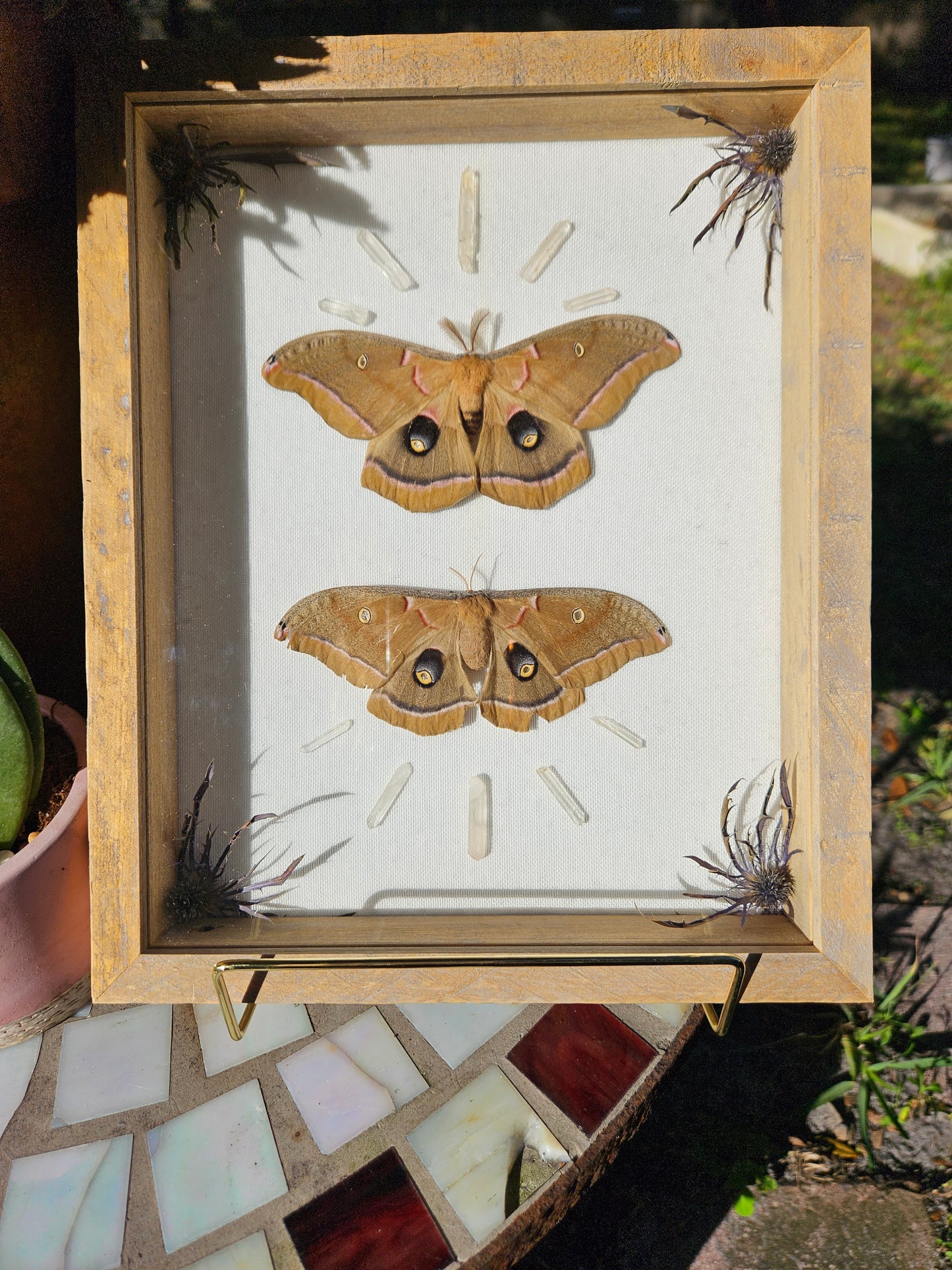 Sunburst Polyphemus Moth Pair