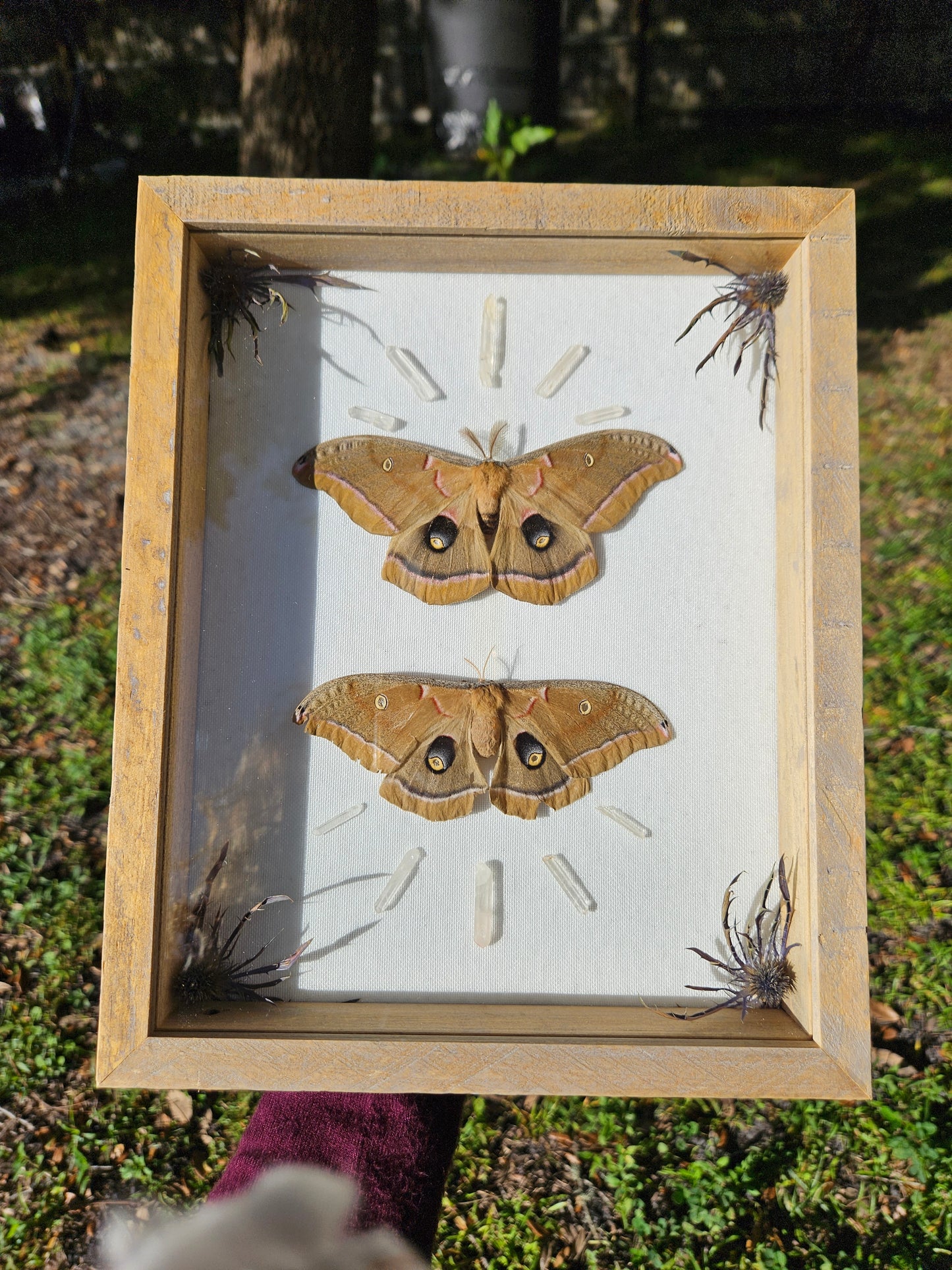 Sunburst Polyphemus Moth Pair