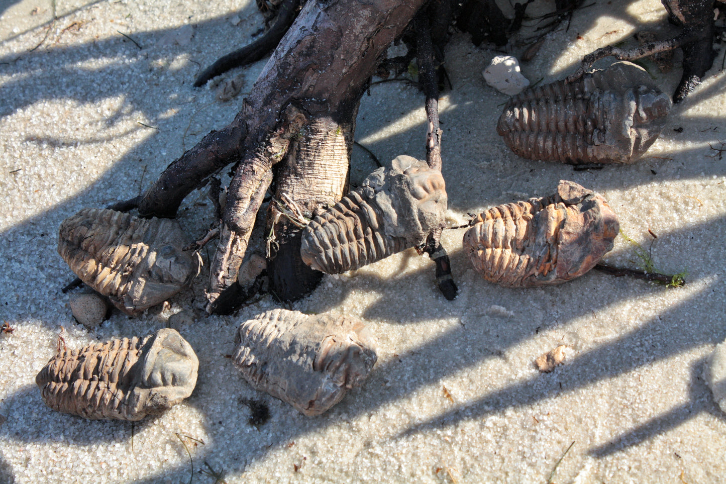 Trilobite Fossil