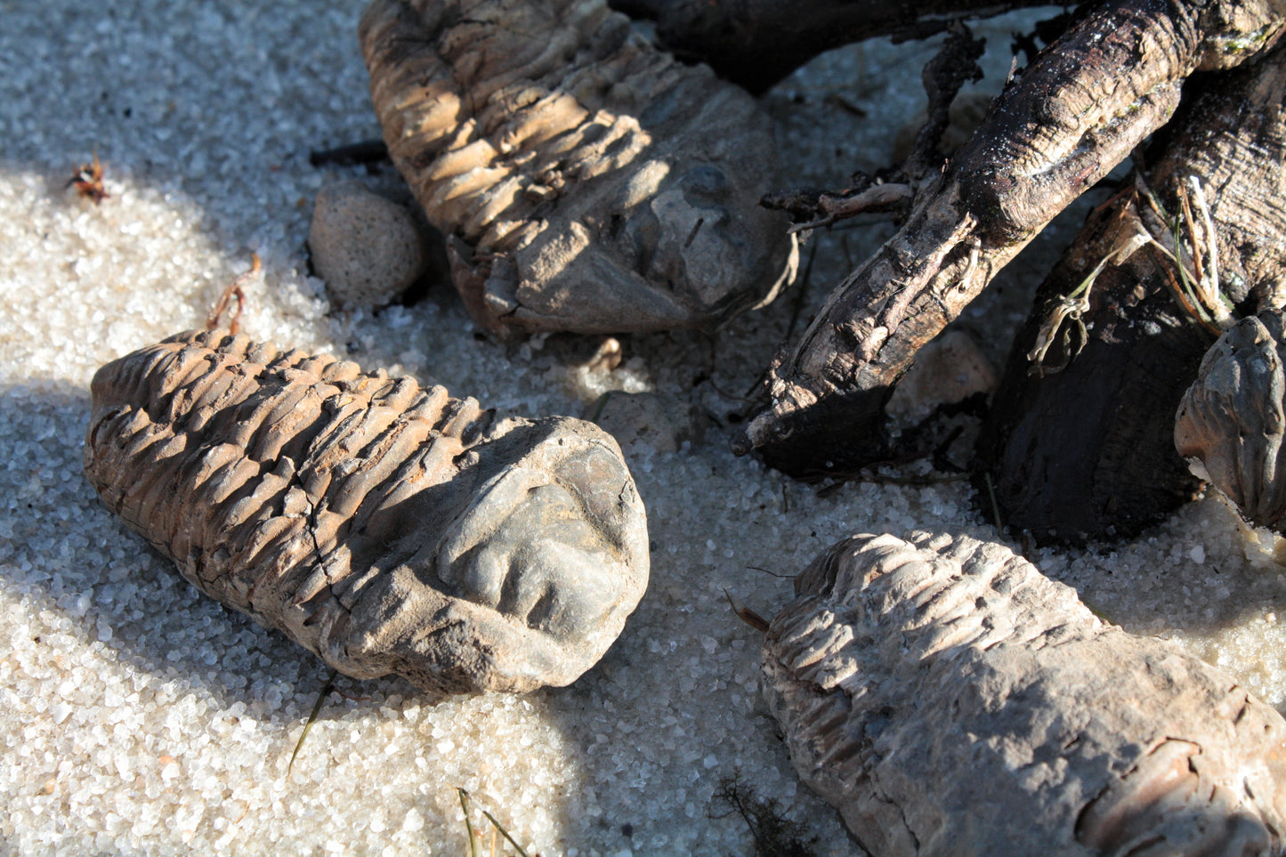 Trilobite Fossil