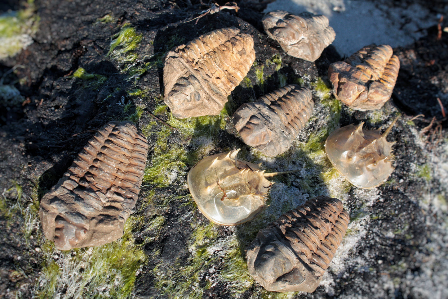 Trilobite Fossil