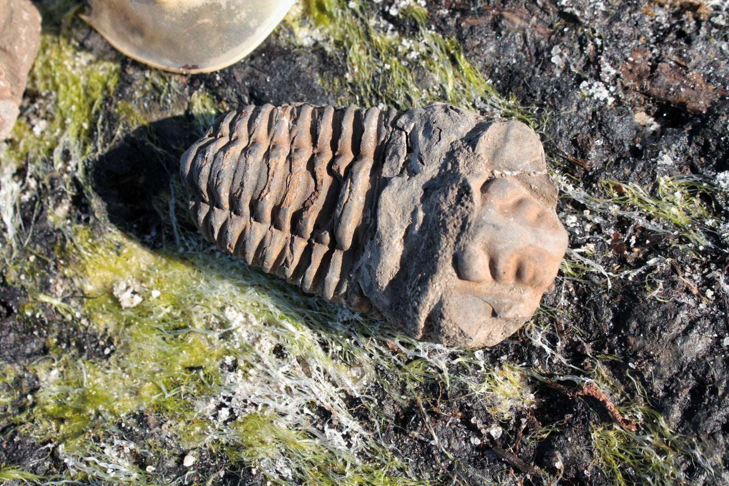 Trilobite Fossil